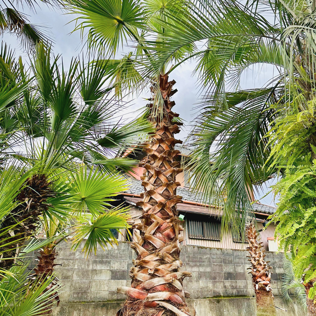 ココスヤシ　ポット植え　シルバーリーフ　カルフォルニアスタイル　送料込み価格 ココスヤシ シルバーリーフ ポット植え 幹太 カルフォルニアスタイル