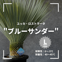現品/発根済】ユッカ ロストラータ『ブルーサンダー』 