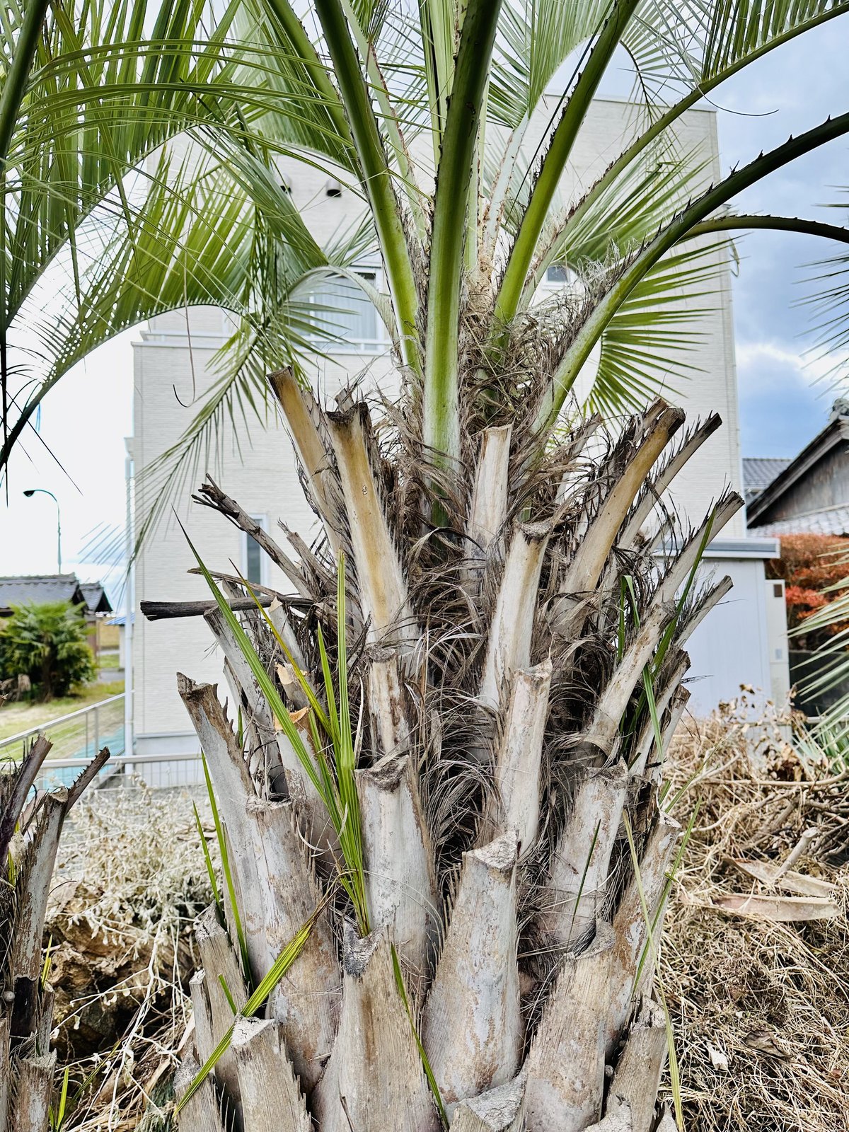 ココスヤシ　3本立ち　株立ち　根巻