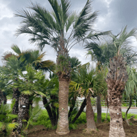ココスヤシ 幹高:1.2m【CP25-24】 | designer's garden ラウレア