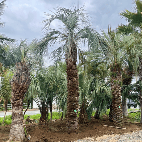 ITEM | designer's garden ラウレア 