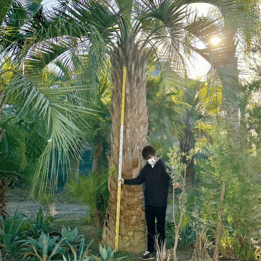 曲がり　ココスヤシ　幹高2メートル 🌴ココスヤシ専門販売店🌴 DRYGARDEN Nicoです✨ ⁡ 【在庫情報】 ⁡ 幹