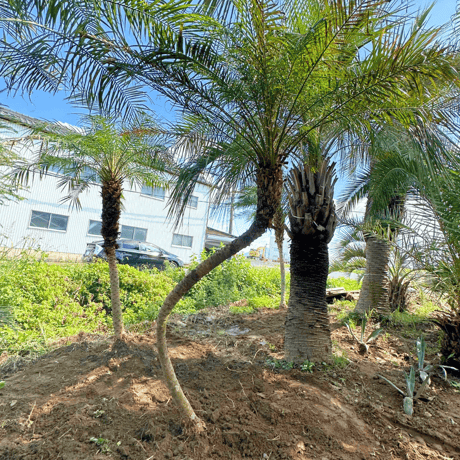 フェニックスロベレニー曲がり 【公式通販】