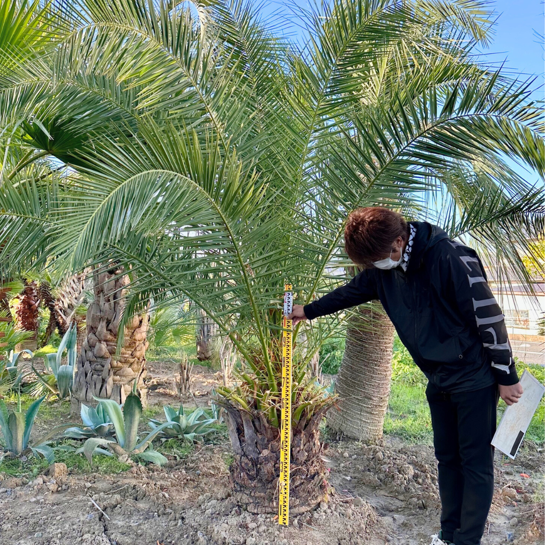 フェニックス カナリーヤシ 超特大
