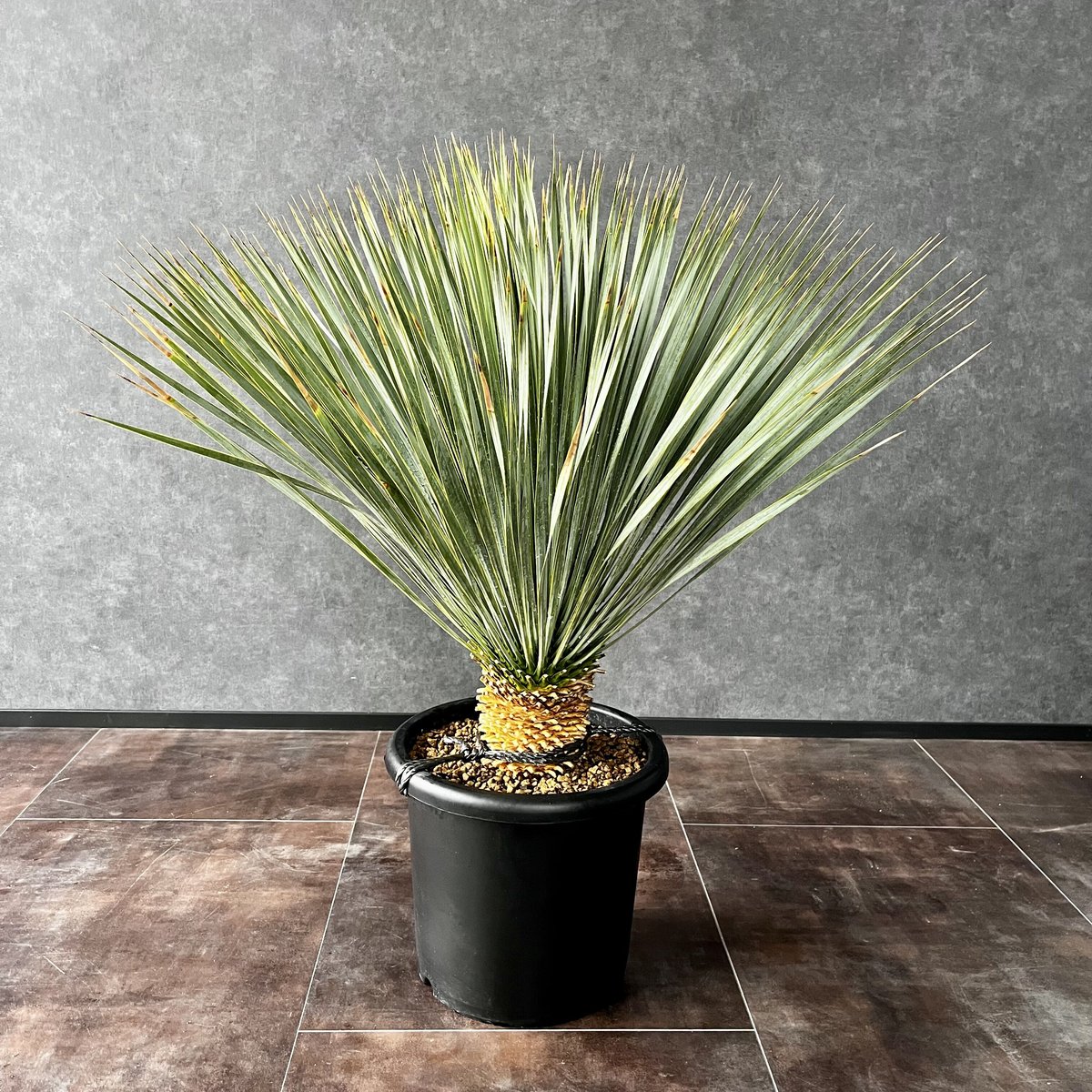 ユッカ ロストラータ 曲がり (ほ)ブルー強め