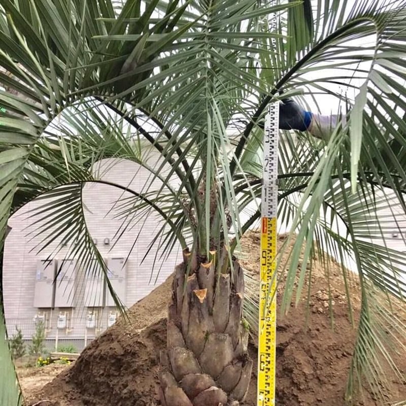 ココスヤシ☆シンボルツリーNo.7