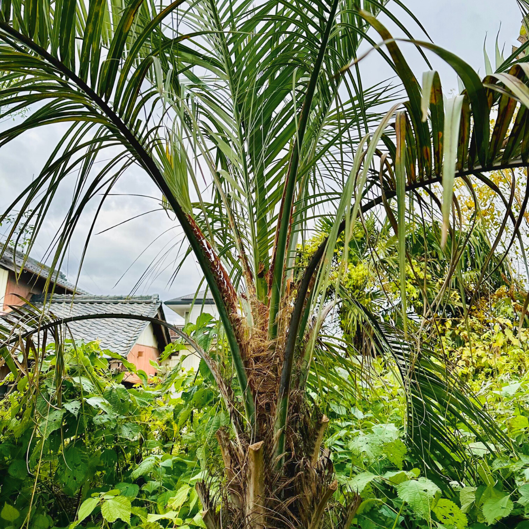 ココスヤシ(187) 極太幹