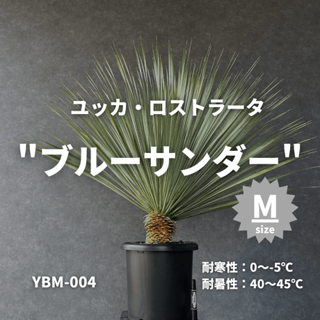 ITEM | designer's garden ラウレア 