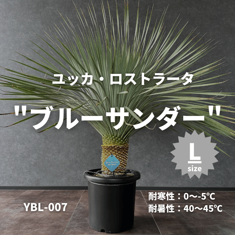 現品/発根済】ユッカ ロストラータ『ブルーサンダー』 現品/発根済】ユッカ ロストラータ『ブルーサンダー』