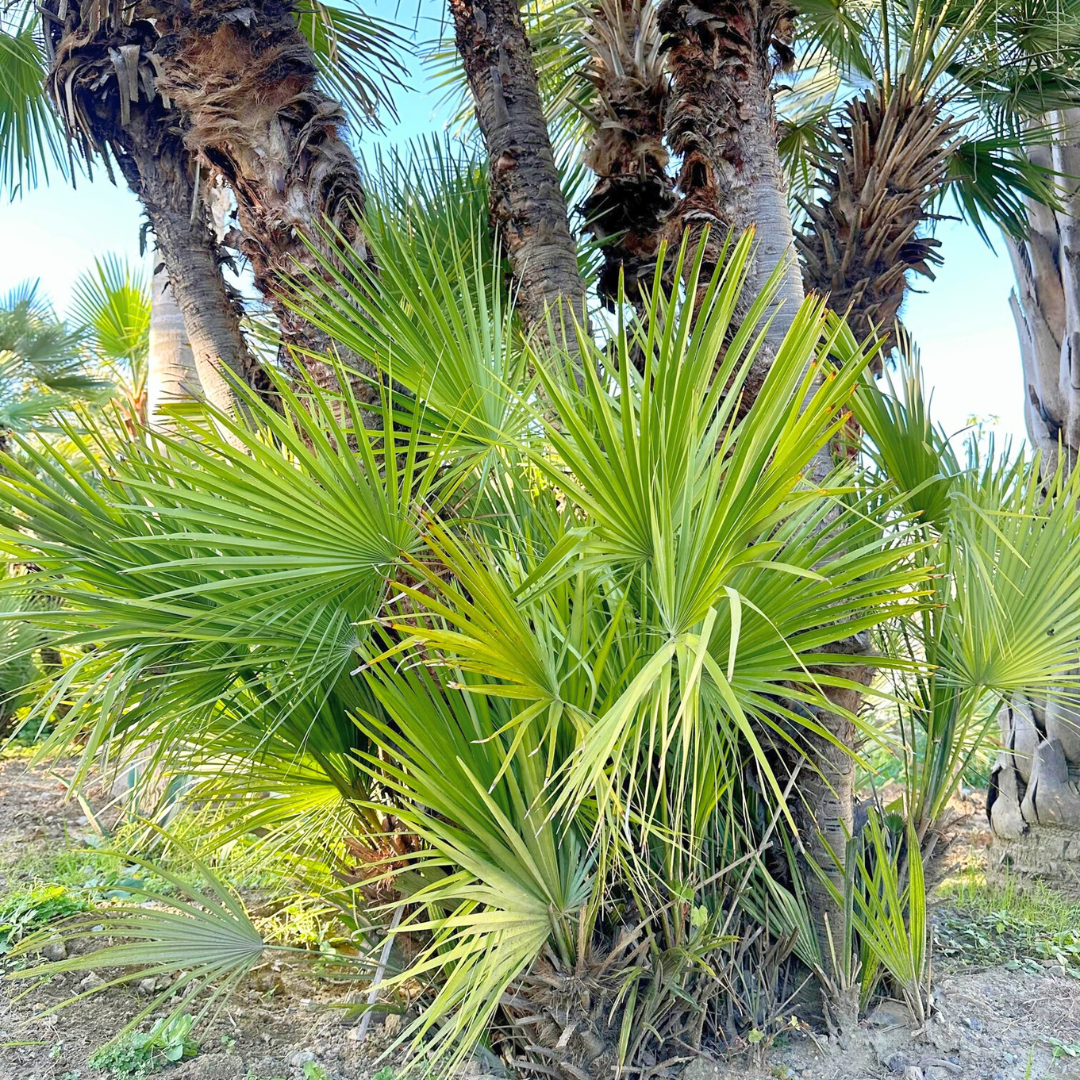 チャメロプス 幹高:3.2m ※7株立【CLP-001】 | Designer's garde