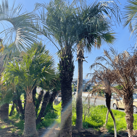 ITEM | designer's garden ラウレア 