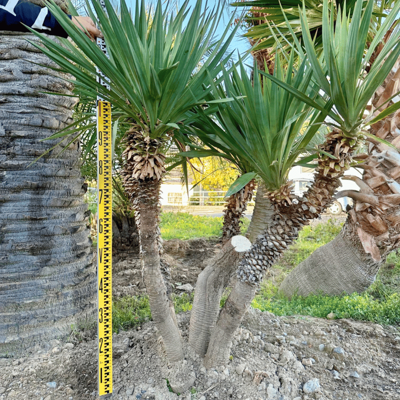 メキシコユッカ 幹高:1.0m ※4株立 カットあり(×2)【MXY-001  