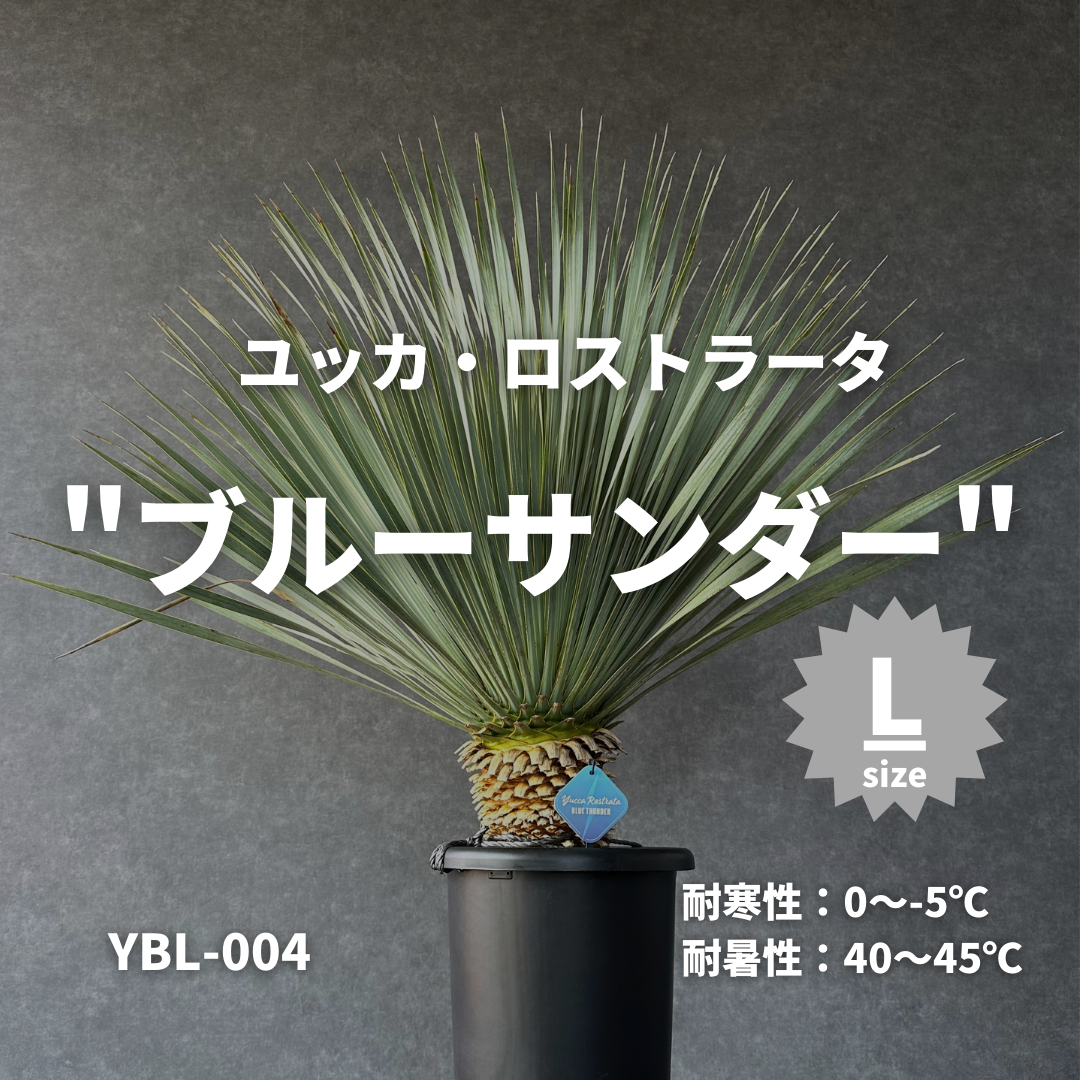 現品/発根済】ユッカ ロストラータ『ブルーサンダー』 現品/発根済】ユッカ ロストラータ『ブルーサンダー』