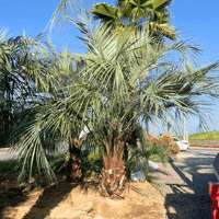 ココスヤシ ※曲がり 幹高：2.0m【CP-027】 | designer's garden