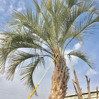 ココスヤシCP-19 | Designer's garden ラウレア ココスヤシCP-19 | Designer's garden ラウレア