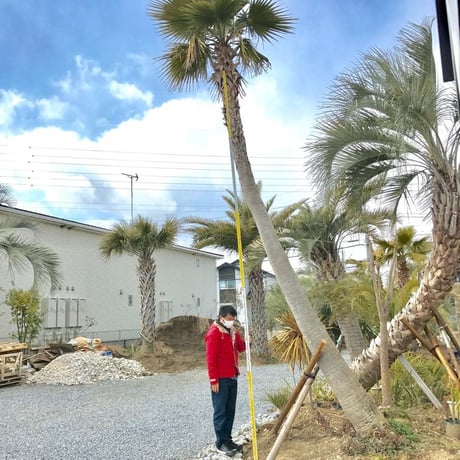 R &B商品！極上ワシントンヤシ R &B商品！極上ワシントンヤシ R