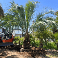 ココスヤシ ※曲がり 幹高：2.0m【CP-027】 | designer's garden