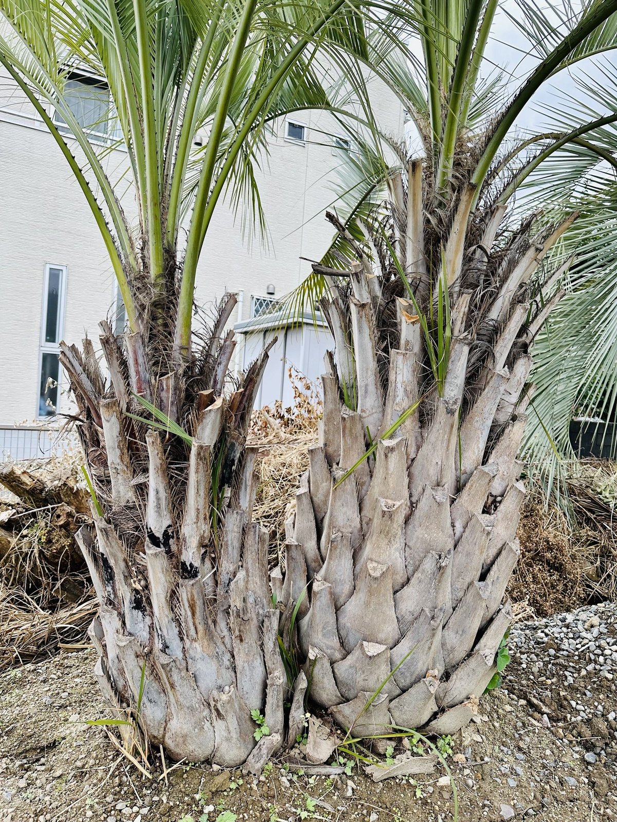 シンボルツリー送料込み ココスヤシ 双子株 形状良 株立ち 庭木 新築、鉢植え等に ... その他