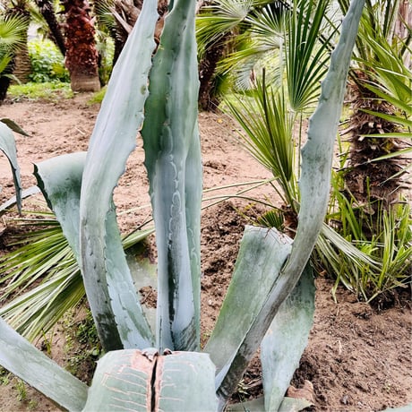 現品】アガベ アオノリュウゼツラン（竜舌蘭）8号 アメリカーナ 4J番