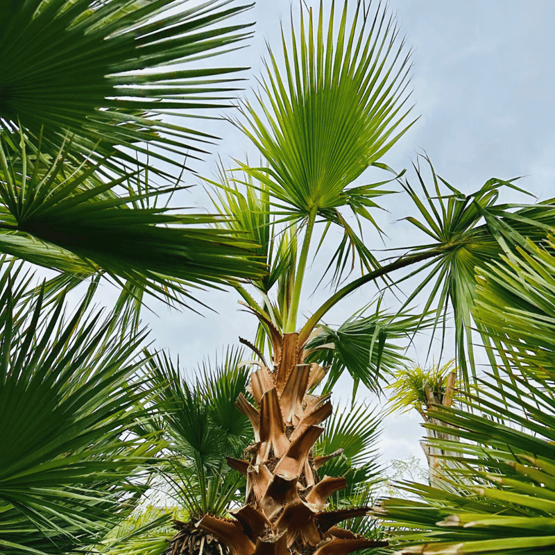 チャメロプス ボルケーノ ヤシ ソテツ アガベ ドライガーデン