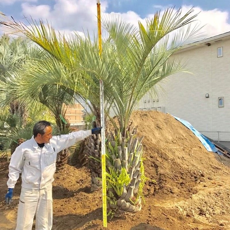 ココスヤシ ココスヤシ No9 【公式通販】