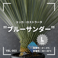 現品/発根済】ユッカ ロストラータ『ブルーサンダー』 