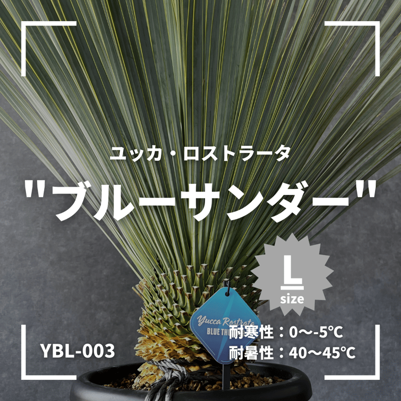 現品/発根済】ユッカ ロストラータ『ブルーサンダー』 現品/発根済】ユッカ ロストラータ『ブルーサンダー』