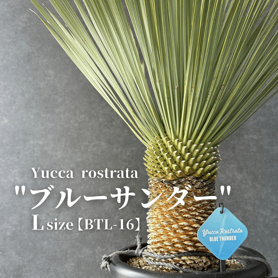 現品/発根済】ユッカ ロストラータ『ブルーサンダー』  