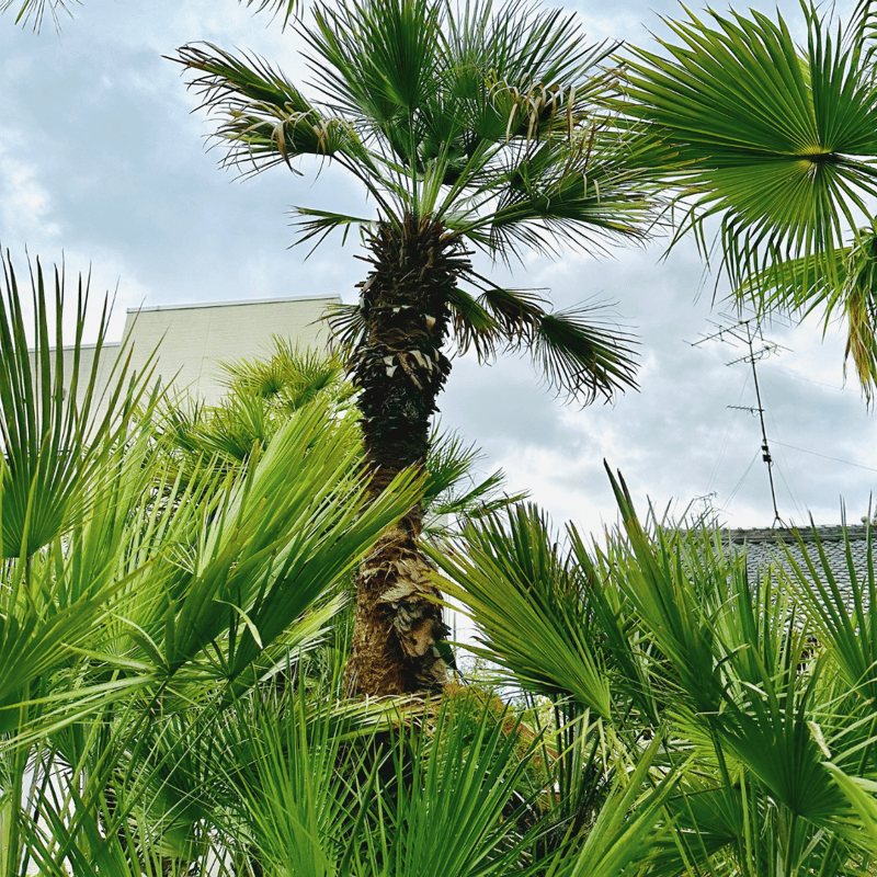 チャメロップス? 幹高