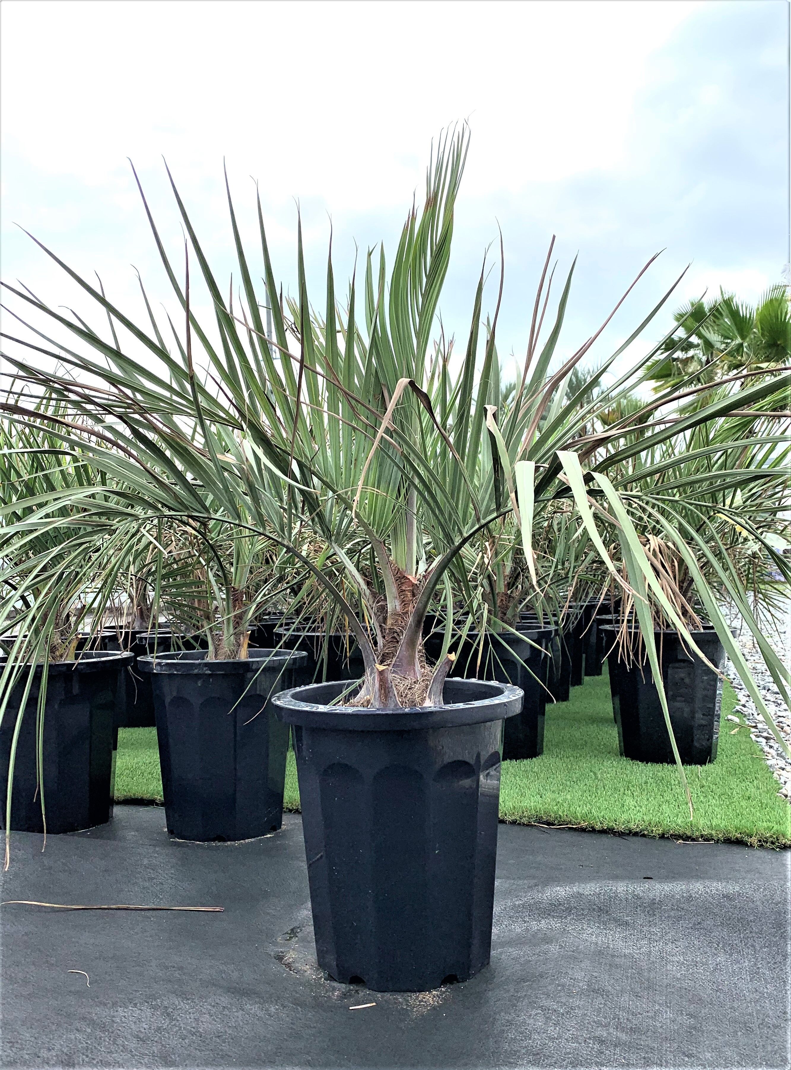 ココスヤシ観葉植物 鉢植え　引き取り限定 original