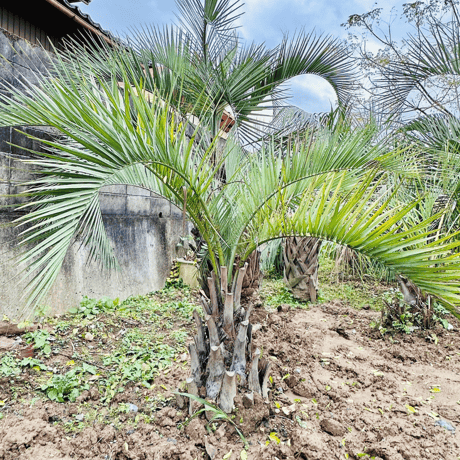 ココスヤシ、お手頃ココスヤシ、配送費コミコミ(埼玉県近辺) ココスヤシ、お手頃ヤシの木、配送費コミコミ価格