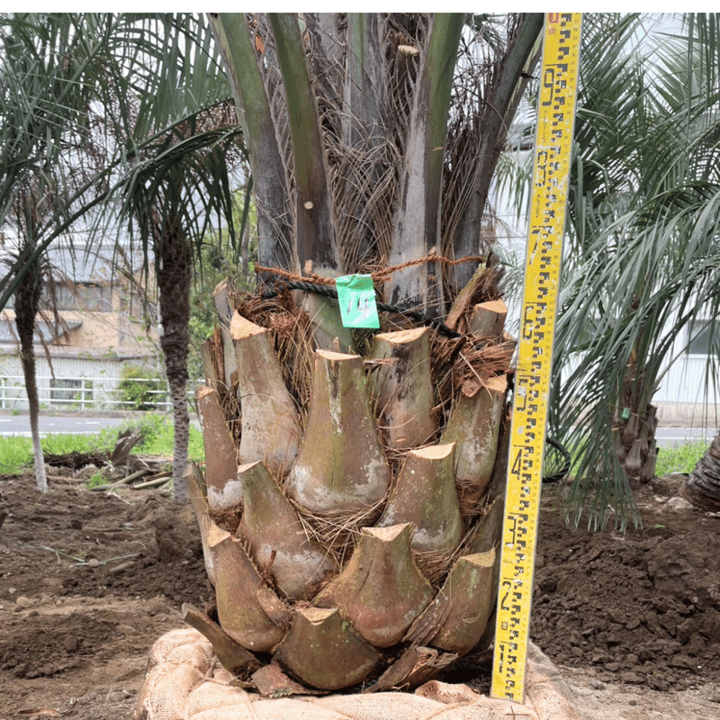 ココスヤシ 幹高:1.2m【CP25-14】 | designer's garden ラウレア