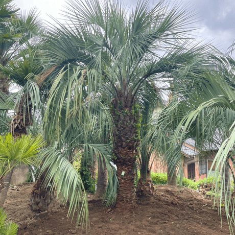 ITEM | designer's garden ラウレア 