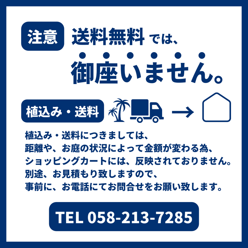 ココスヤシ 幹高:1.2m【CP25-24】 | designer's garden ラウレア