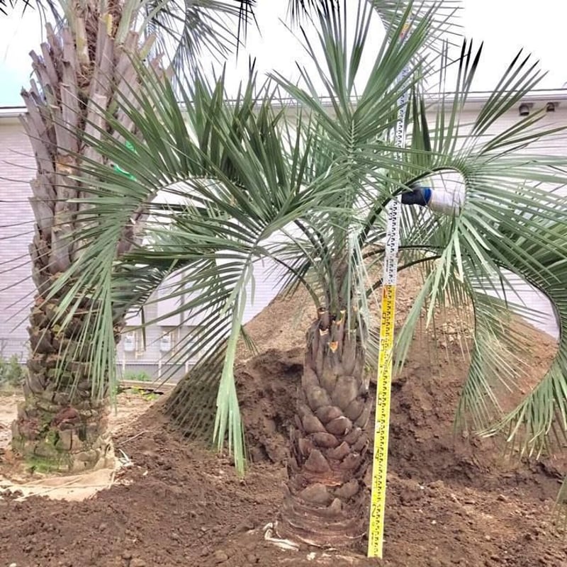 ココスヤシCP-07 | Designer 