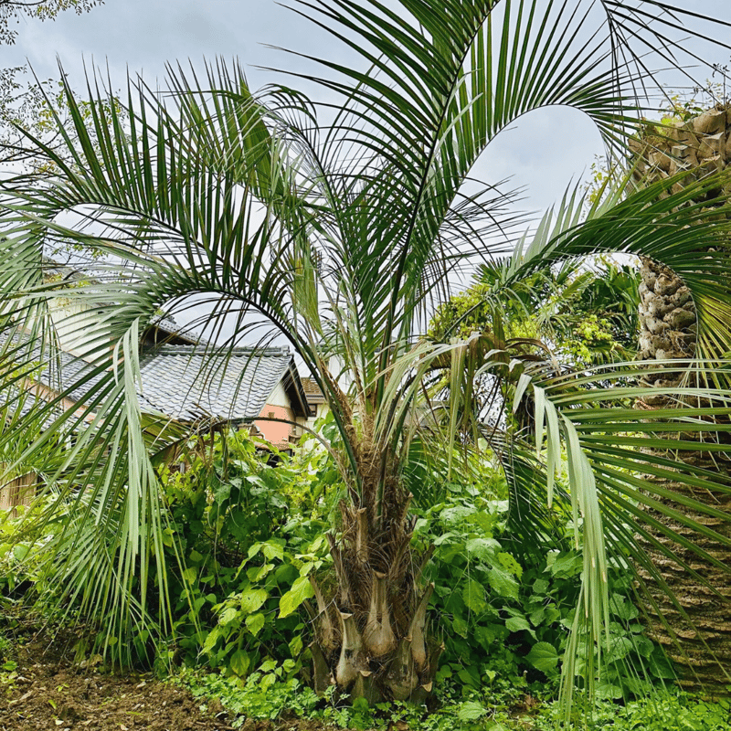 ココスヤシ、ココスヤシ4.2m級植え込み費コミコミ