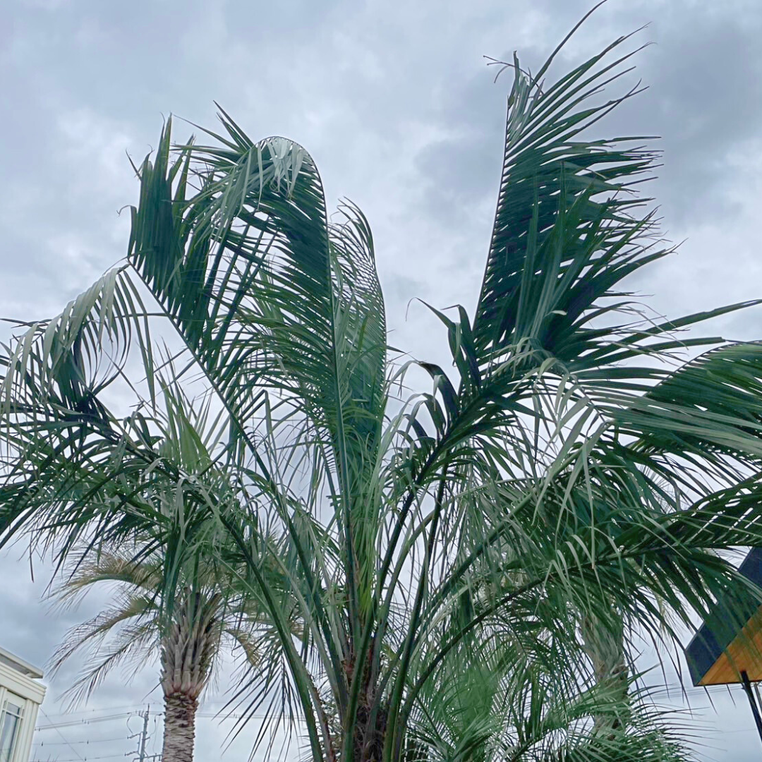 ココスヤシ 幹高:1.2m【CP25-24】 | designer's garden ラウレア