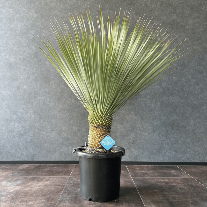 AL928】ユッカロストラータ超希少ランチョブルー（品種名）