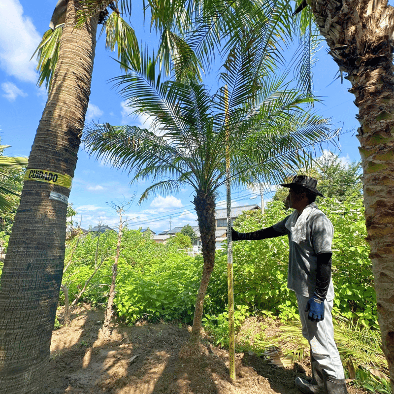 極上(幹高)フェニックスロベレニー