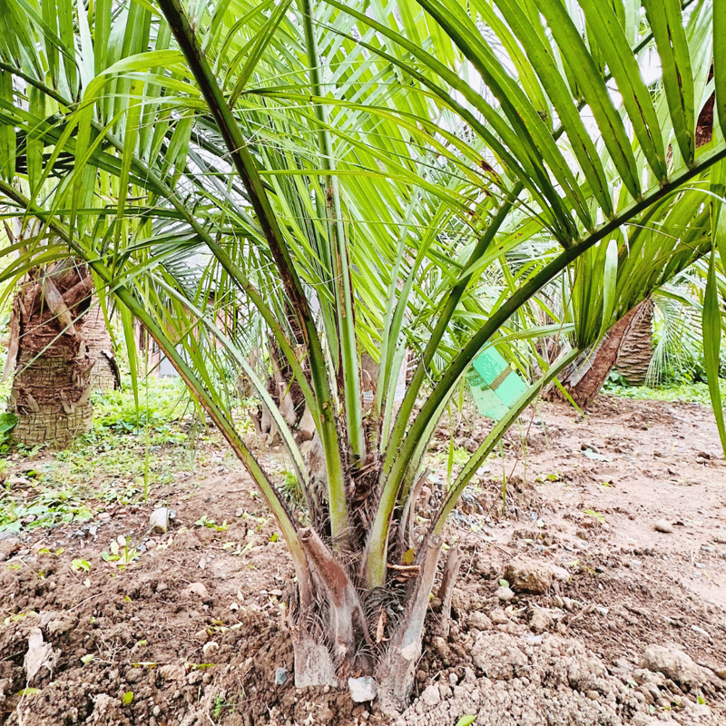 ココスヤシ　幹1.9m ココスヤシ 幹高30