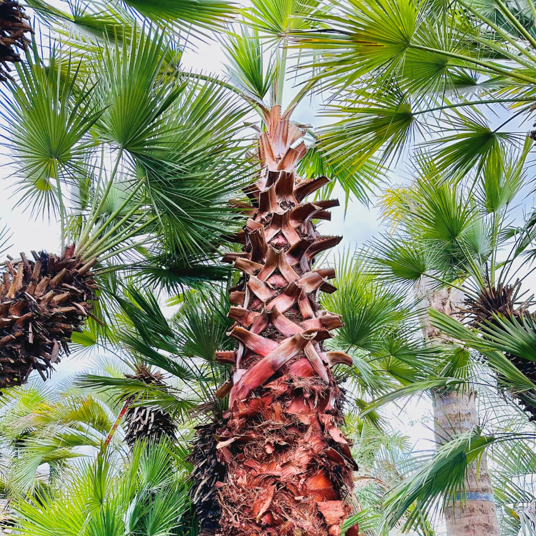 ワシントンヤシ kobe-iyaju_wsy-0011