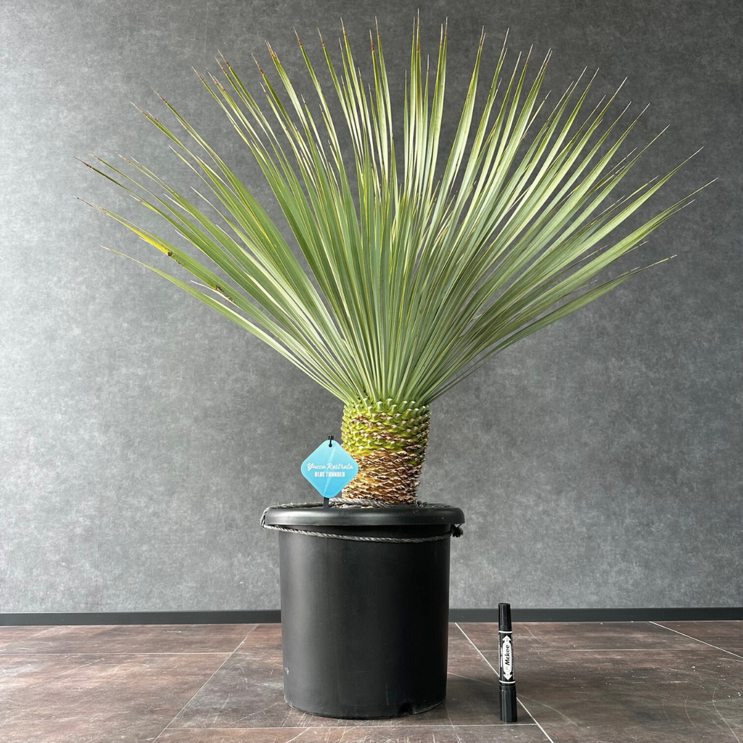 AL962】ユッカロストラータ超ブルー個体 超美形