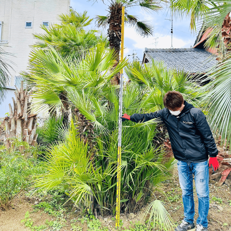 チャメロップス(大)🌴 幹高