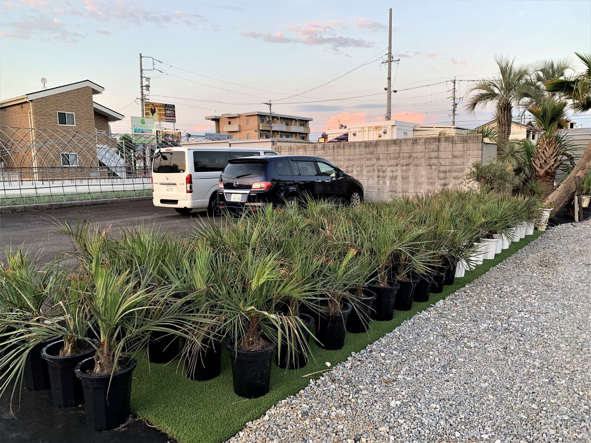 ココスヤシ 【鉢植え】 | Designer's garden ラウレア ココスヤシ 【鉢植え】 | Designer's garden ラウレア