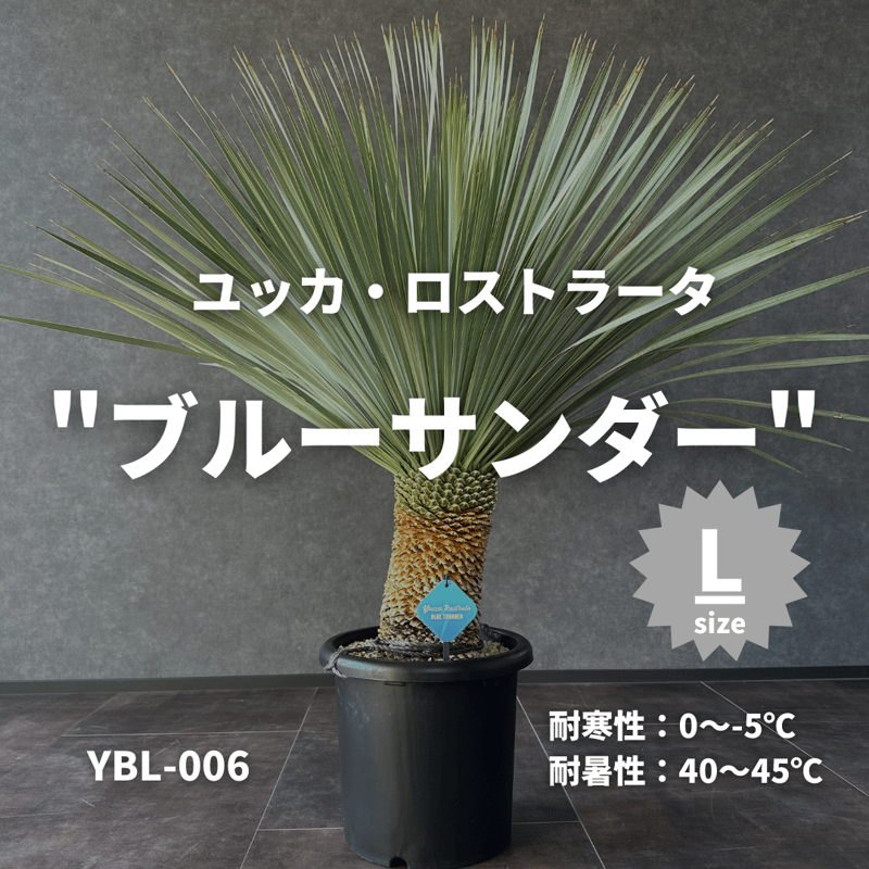 現品/発根済】ユッカ ロストラータ『ブルーサンダー』 現品/発根済】ユッカ ロストラータ『ブルーサンダー』