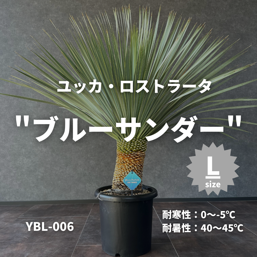 現品/発根済】ユッカ ロストラータ『ブルーサンダー』 現品/発根済】ユッカ ロストラータ『ブルーサンダー』