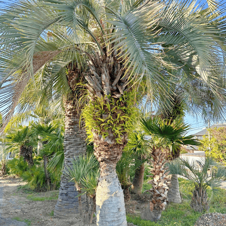 カナリーヤシ・ワシントンヤシセット カナリーヤシ・ワシントンヤシセット 2025年最新】Yahoo