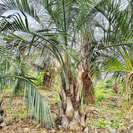 ITEM | designer's garden ラウレア 