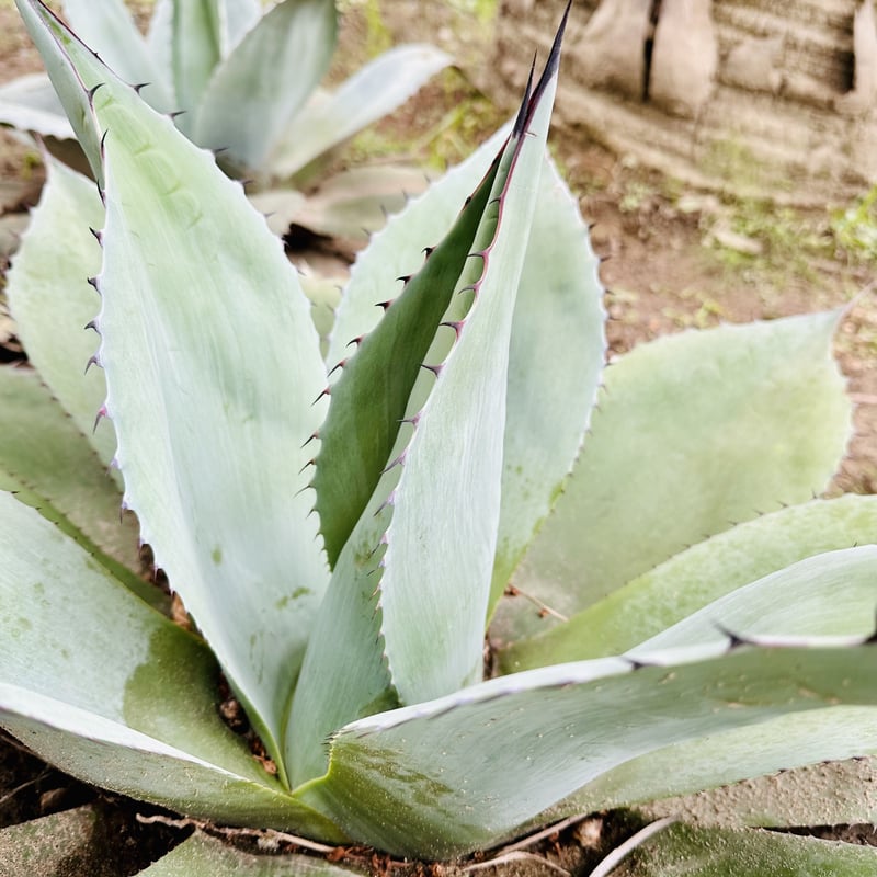 アガベ　オバティフォリア斑入り アガベ・オバティフォリア 【ヴァンジー】斑入り | コタブロ日記 多肉