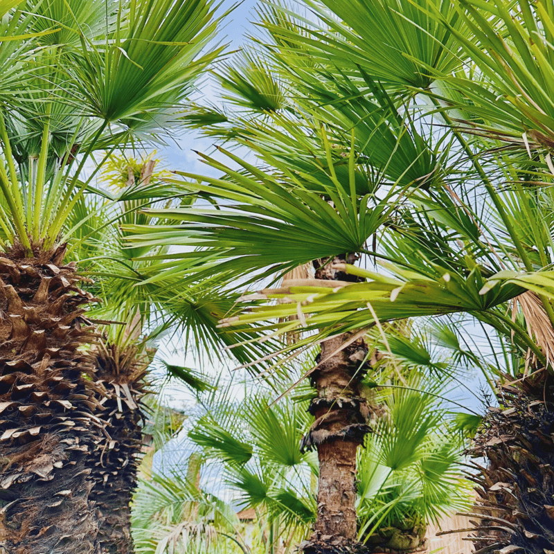 チャメロプス セリフェラ 多頭 大株 【公式通販】